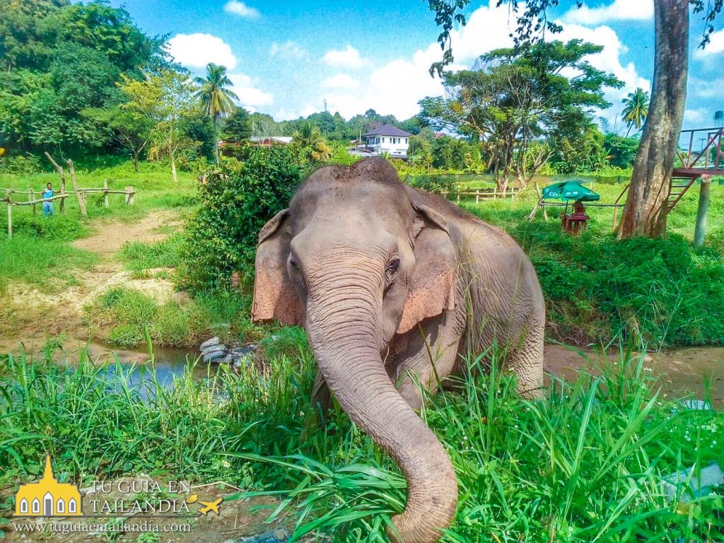 elefantes en Tailandia