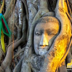 Cabeza de Buda entre raíces en Ayutthaya