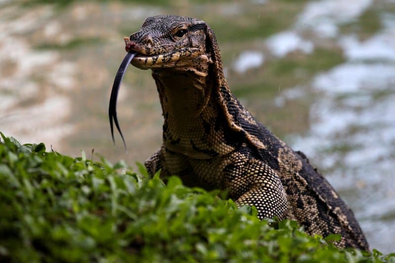 Dragones de Komodo en Bangkok Foto Reuters
