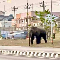 Video Elefante salvaje destruye la motocicleta de un periodista si fuera un juguete
