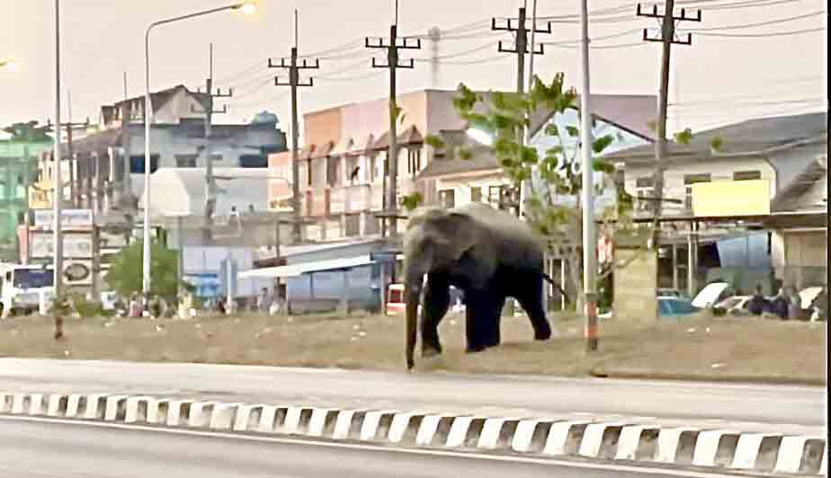 Video Elefante salvaje destruye la motocicleta de un periodista si fuera un juguete