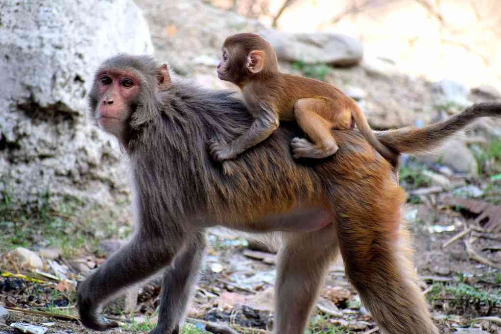 monos en tailandia