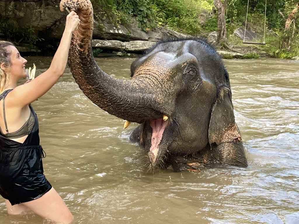 Elefante disfrutando de un baño en un santuario de elefantes en Tailandia