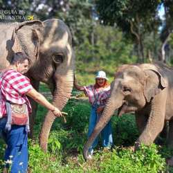 campo de elefantes en chiang mai