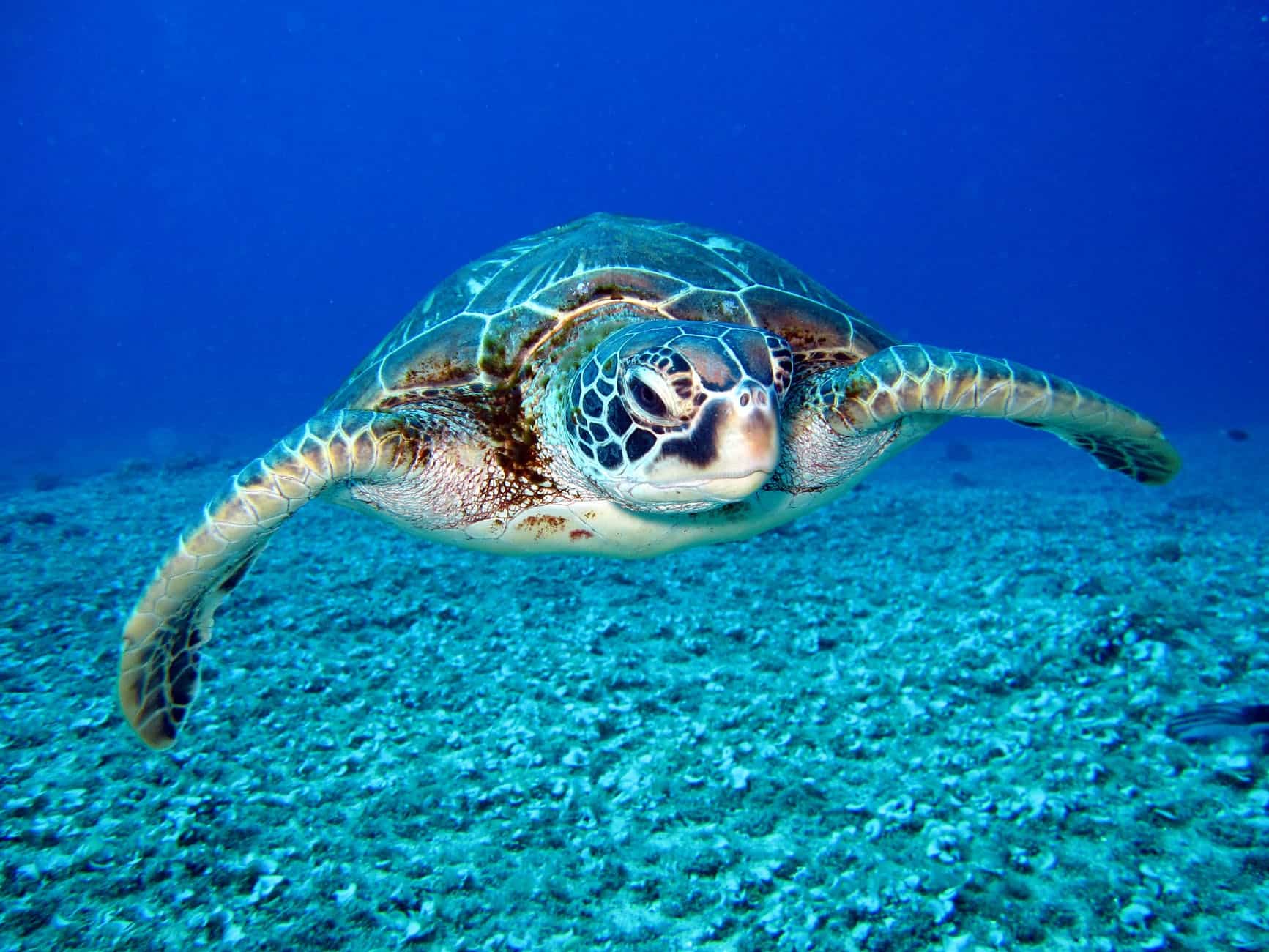 Las tortugas marinas en peligro de extinción prosperan en Tailandia gracias a la pandemia