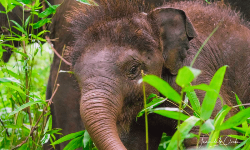 Los elefantes necesitan libertad y naturaleza 1