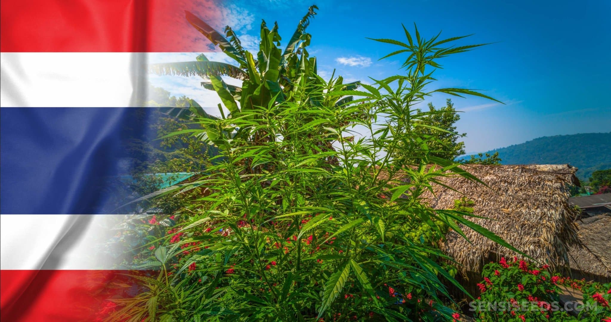 Sin máscaras cannabis legal bares abiertos ¿Tailandia apostando por el turismo
