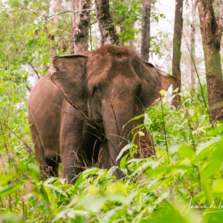 Una madre elefante protegiendo a su cria