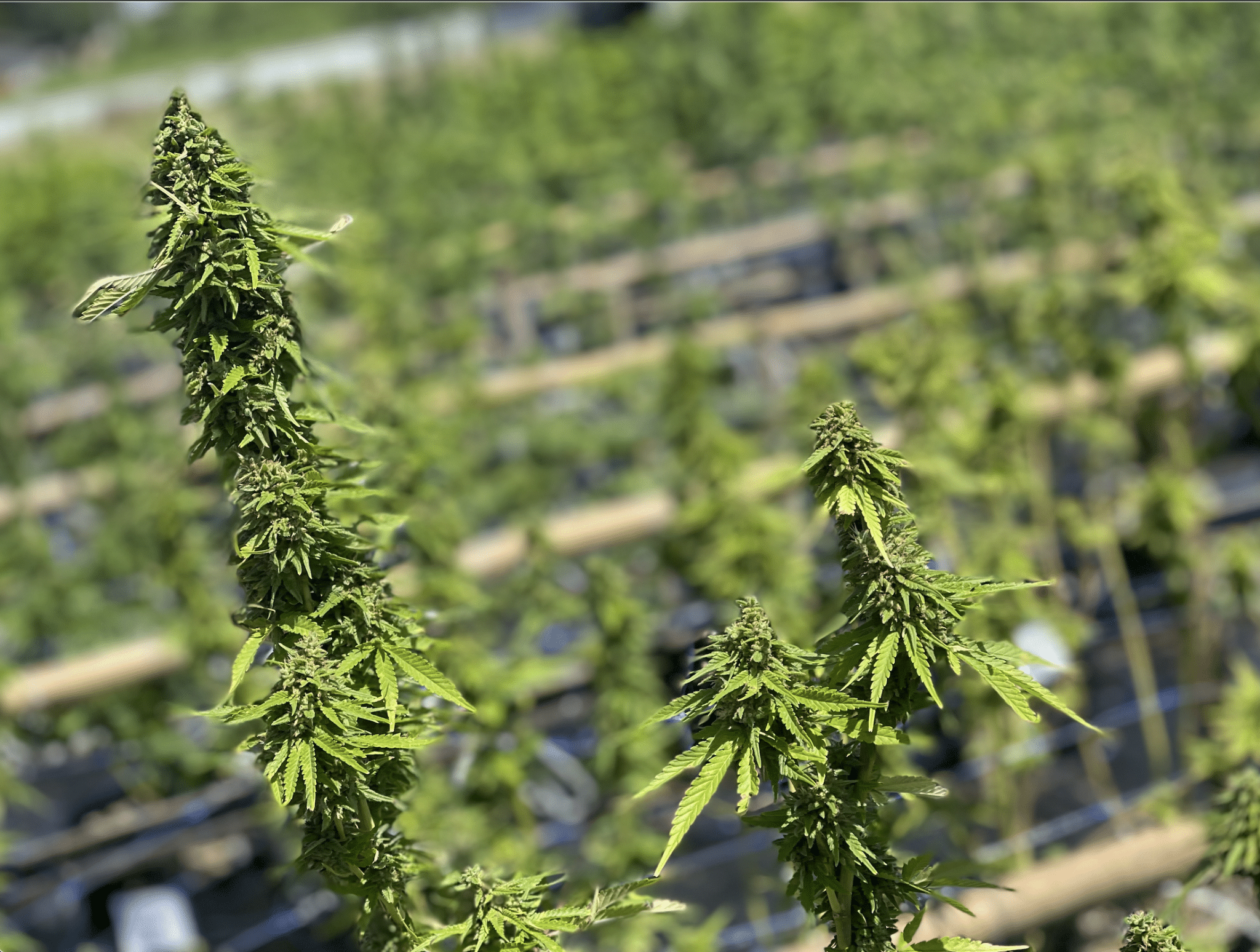 Normas y reglamentos relativos al consumo de Cannabis o Marihuana en Tailandia 3