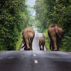 Elefantes Salvajes en Tailandia. Foto Khunkay 1