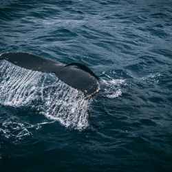 photography of whale tail on water surface