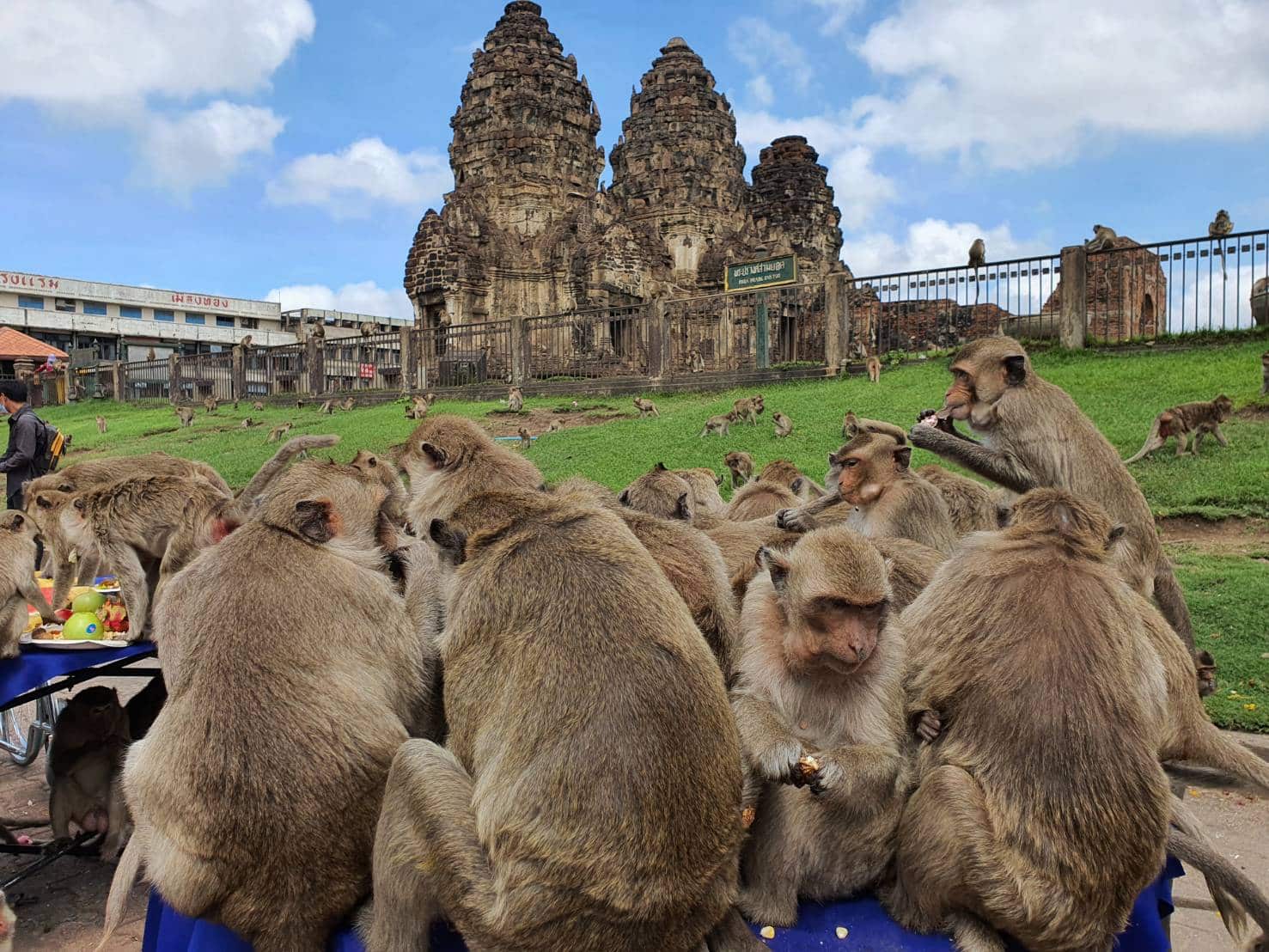 MONOS EN LOPBURI AVISO DE LA POLICIA Foto KhaoSod