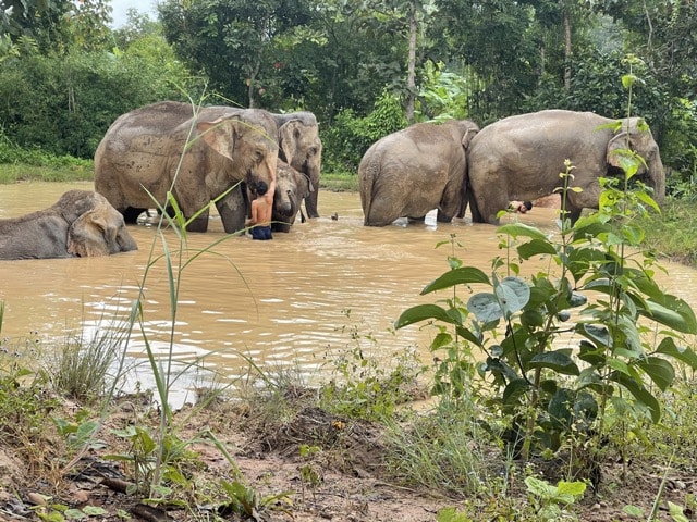 Elefantes en Tailandia