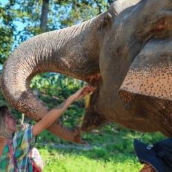 Interactuar con Elefantes en Tailandia