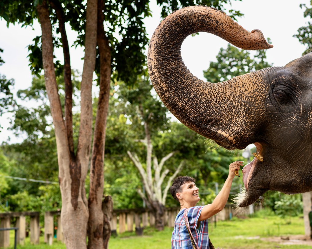 Elefante en Tailandia