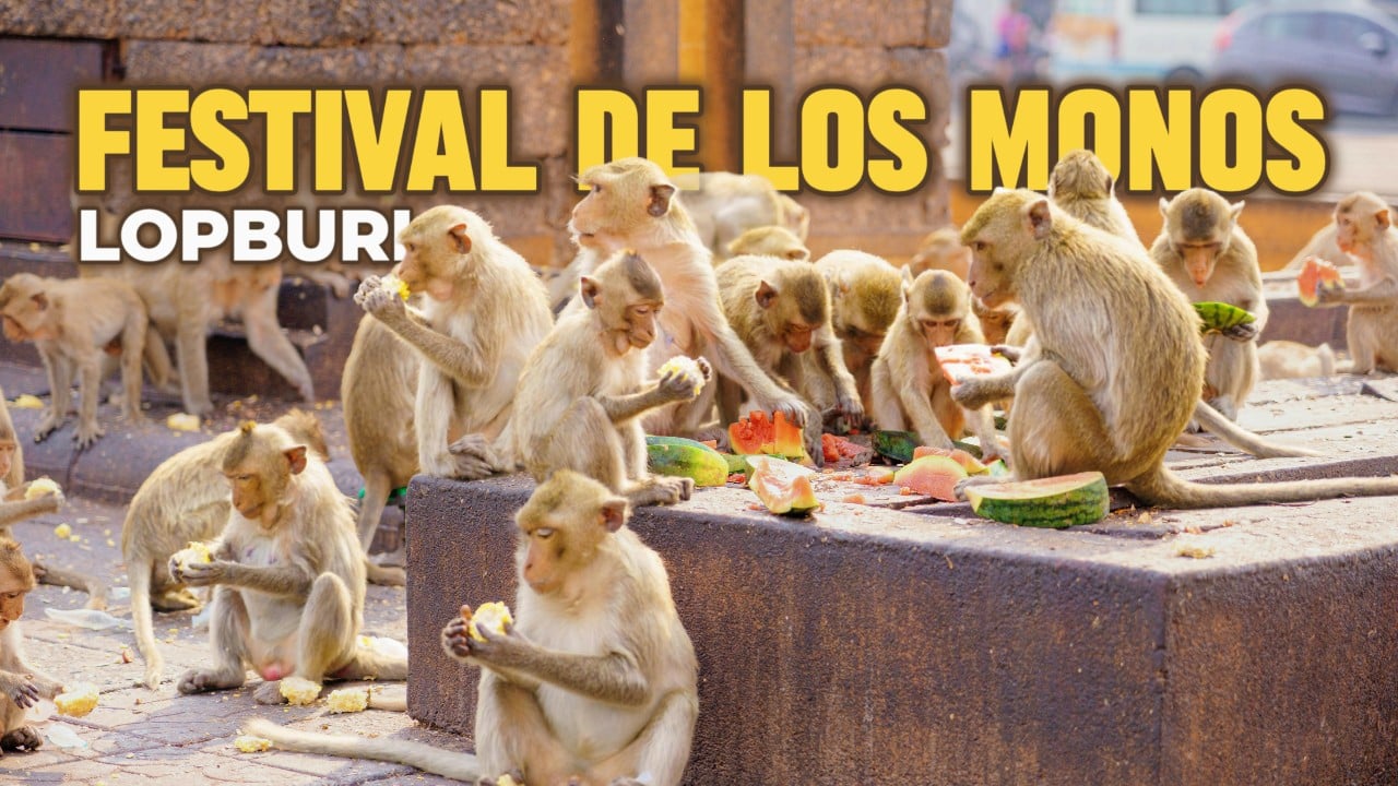 Festival de los monos en Tailandia, Lopburi