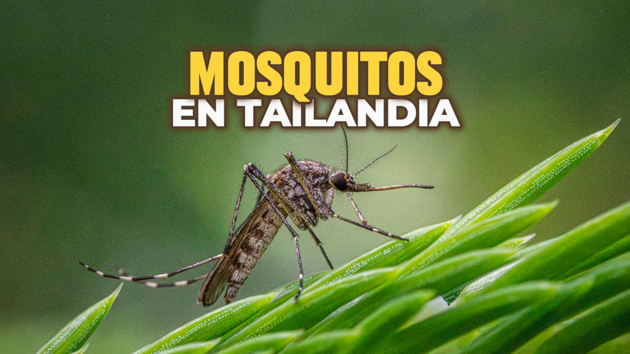 Mosquitos en Tailandia ()