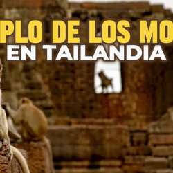 Templo de los monos en Tailandia ()